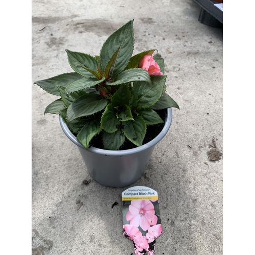 81 - EIGHT NEW GUINEA IMPATIENS COMPACT BLUSH PINK + VAT