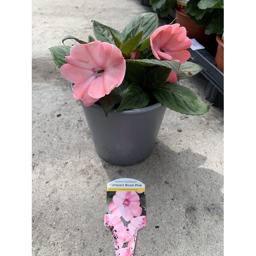 83 - EIGHT NEW GUINEA IMPATIENS COMPACT BLUSH PINK + VAT