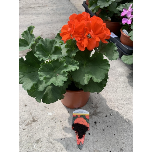 84 - EIGHT GERANIUM GRANDEUR DARK ORANGE + VAT