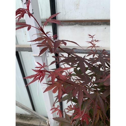 88 - A STANDARD ACER PALMATUM SHAINA IN A 5 LTR POT + VAT