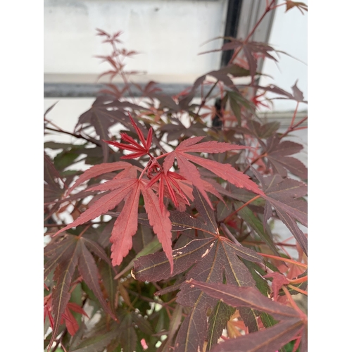 88 - A STANDARD ACER PALMATUM SHAINA IN A 5 LTR POT + VAT