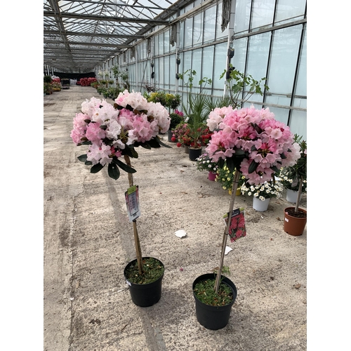 9 - TWO STANDARD RHODODENDRON PLANTS ISADORA IN 7.5 LTR POTS + VAT