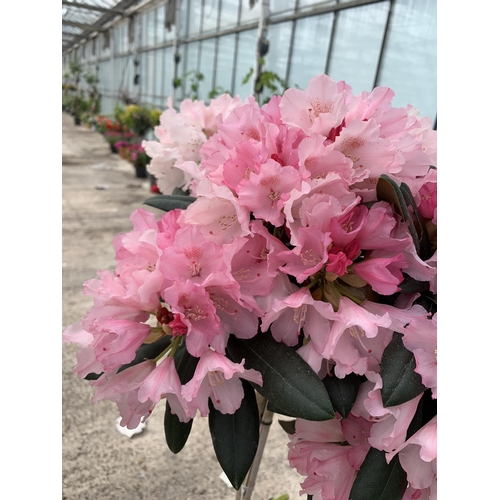 9 - TWO STANDARD RHODODENDRON PLANTS ISADORA IN 7.5 LTR POTS + VAT