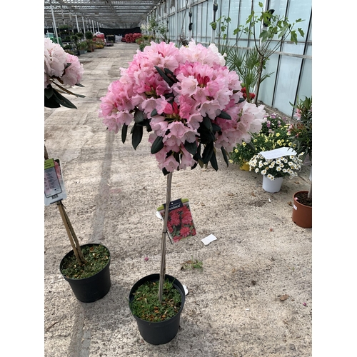 9 - TWO STANDARD RHODODENDRON PLANTS ISADORA IN 7.5 LTR POTS + VAT