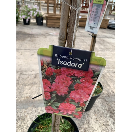 9 - TWO STANDARD RHODODENDRON PLANTS ISADORA IN 7.5 LTR POTS + VAT