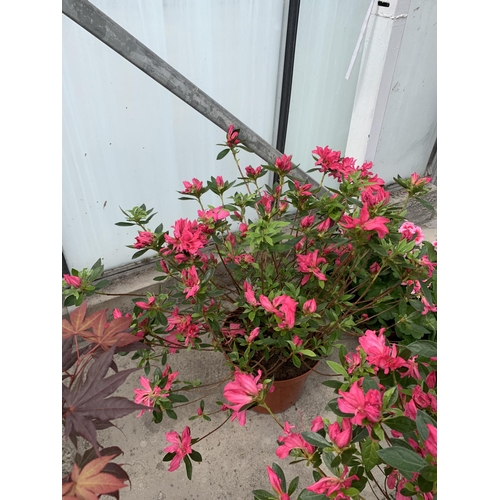 90 - TWO PINK AZALEA IN 5 LTR POTS + VAT