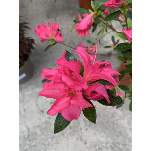 90 - TWO PINK AZALEA IN 5 LTR POTS + VAT