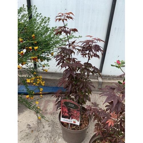 91 - TWO ACER PALMATUM ATROPURPUREUM IN 3 LTR POTS + VAT