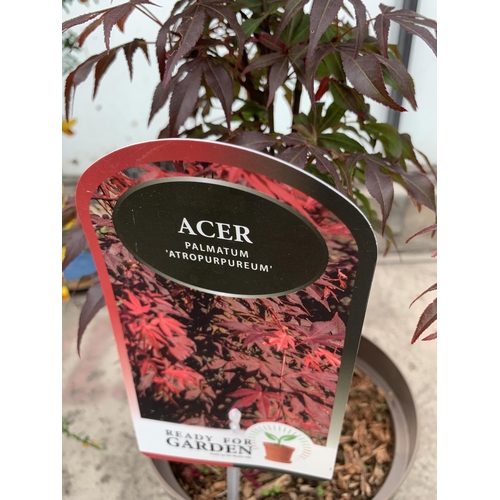 91 - TWO ACER PALMATUM ATROPURPUREUM IN 3 LTR POTS + VAT