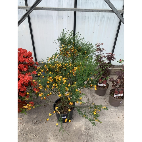 92 - TWO LARGE CYTISUS WITH RED AND YELLOW FLOWERS IN 5 LTR POTS + VAT