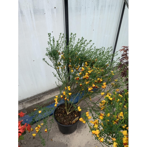 92 - TWO LARGE CYTISUS WITH RED AND YELLOW FLOWERS IN 5 LTR POTS + VAT