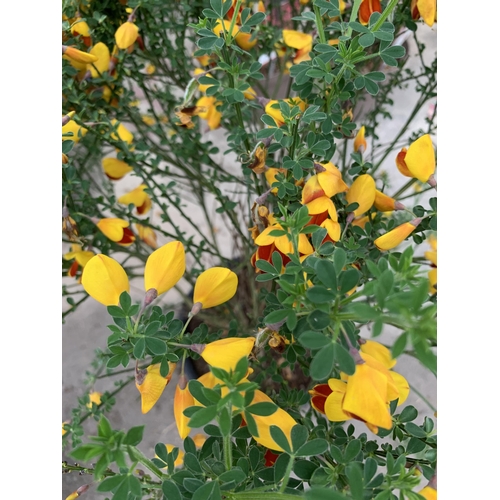 92 - TWO LARGE CYTISUS WITH RED AND YELLOW FLOWERS IN 5 LTR POTS + VAT