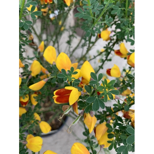 92 - TWO LARGE CYTISUS WITH RED AND YELLOW FLOWERS IN 5 LTR POTS + VAT