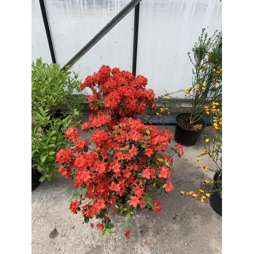 93 - TWO RED AZALEA IN 5 LTR POTS + VAT