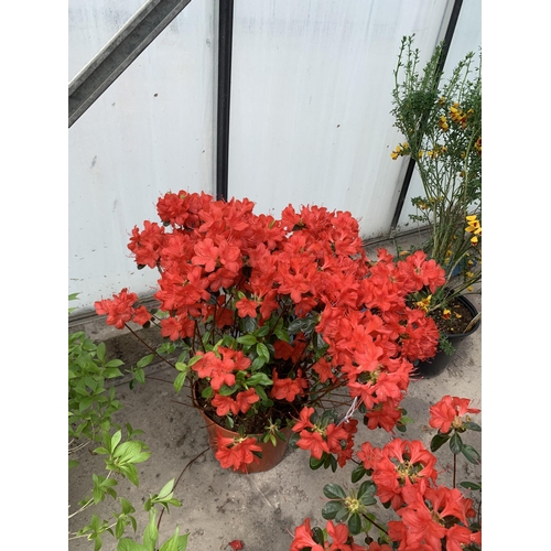 93 - TWO RED AZALEA IN 5 LTR POTS + VAT