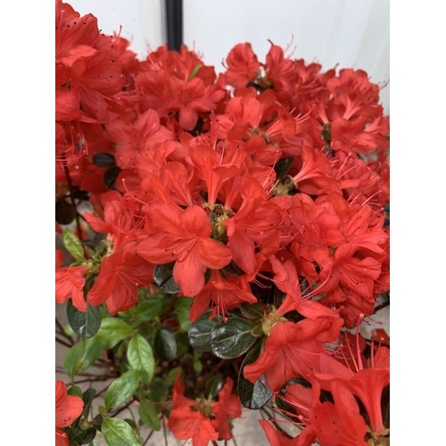 93 - TWO RED AZALEA IN 5 LTR POTS + VAT