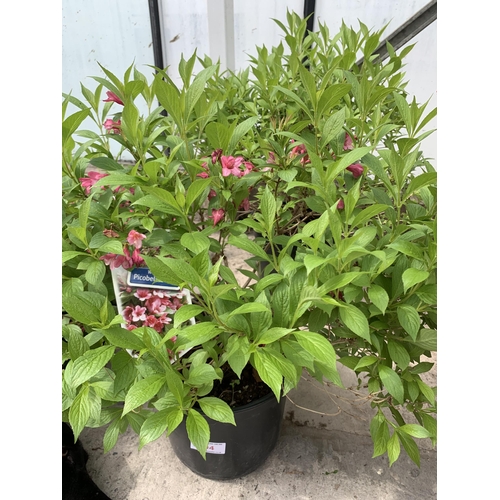 94 - TWO WEIGELA PICOBELLA ROAS IN 5 LTR POTS + VAT