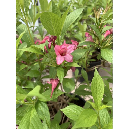 94 - TWO WEIGELA PICOBELLA ROAS IN 5 LTR POTS + VAT