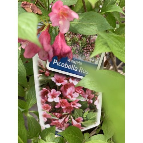 94 - TWO WEIGELA PICOBELLA ROAS IN 5 LTR POTS + VAT