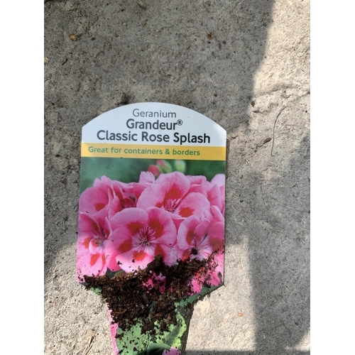 70 - EIGHT GERANIUMS GRANDUER CLASSIC ROSE SPLASH + VAT