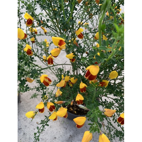 100 - TWO LARGE CYTISUS (BROOM) IN 5 LTR POTS + VAT