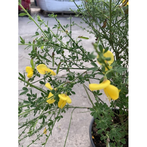 100 - TWO LARGE CYTISUS (BROOM) IN 5 LTR POTS + VAT