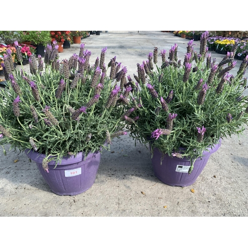 101 - TWO LAVANDULA STOECHAS LUSITANICA ( FRENCH LAVENDER) + VAT