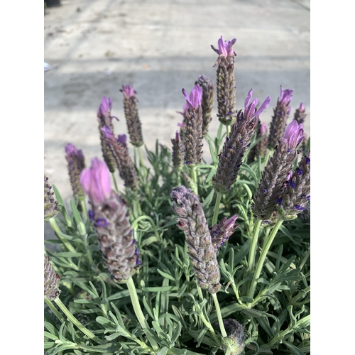 101 - TWO LAVANDULA STOECHAS LUSITANICA ( FRENCH LAVENDER) + VAT