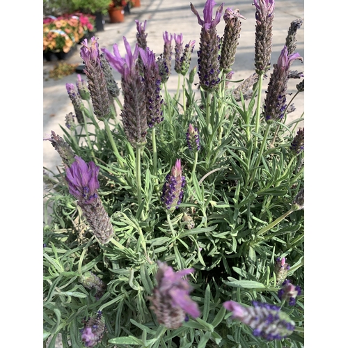 102 - TWO LAVANDULA STOECHAS LUSITANICA ( FRENCH LAVENDER) + VAT