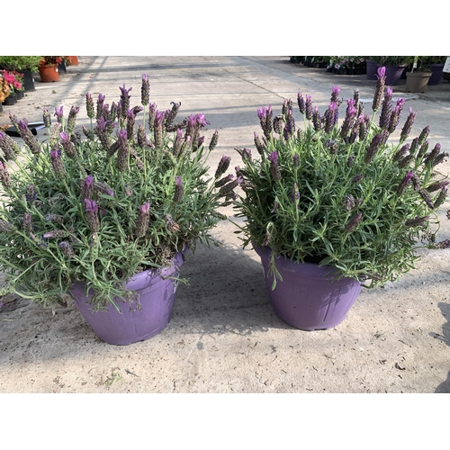 103 - TWO LAVANDULA STOECHAS LUSITANICA ( FRENCH LAVENDER) + VAT