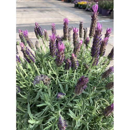 103 - TWO LAVANDULA STOECHAS LUSITANICA ( FRENCH LAVENDER) + VAT