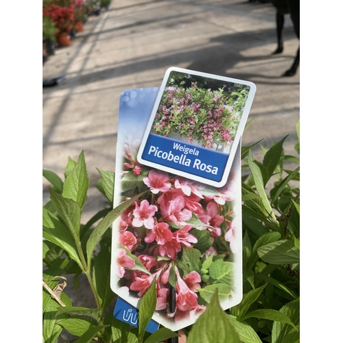 104 - TWO WEIGELA PICOBELLA ROSA IN 5 LTR POTS + VAT