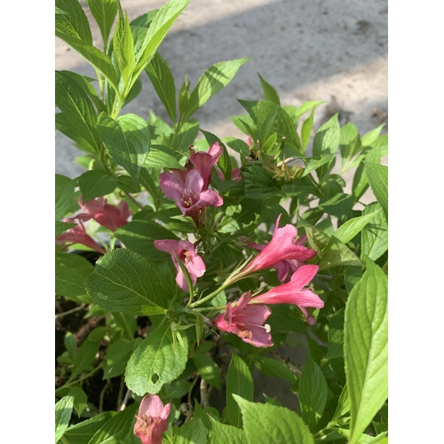 104 - TWO WEIGELA PICOBELLA ROSA IN 5 LTR POTS + VAT