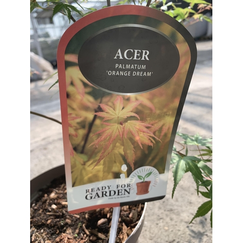 105 - TWO ACER PALMATUM ORNAGE DREAM IN 3 LTR POTS + VAT