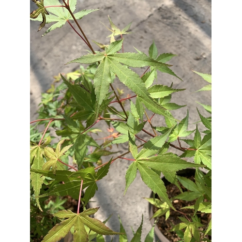 105 - TWO ACER PALMATUM ORNAGE DREAM IN 3 LTR POTS + VAT