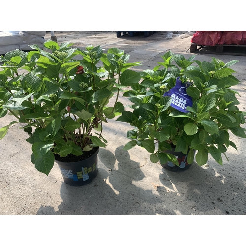 106 - TWO HYDRANGEA BLUE BOOGIE WOOGIE IN 5 LTR POTS + VAT