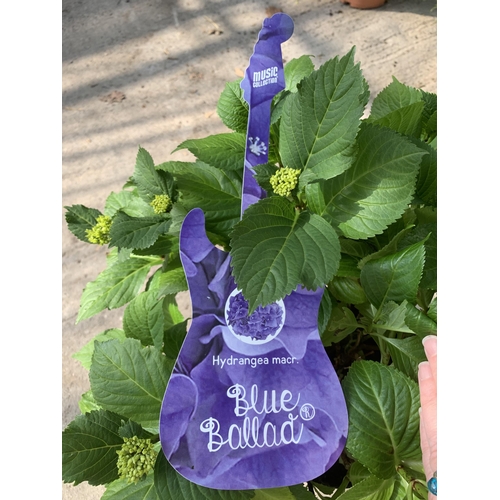 107 - TWO HYDRANGEA ONE BLUE BALLAD AND ONE PINK IN 5 LTR POTS + VAT