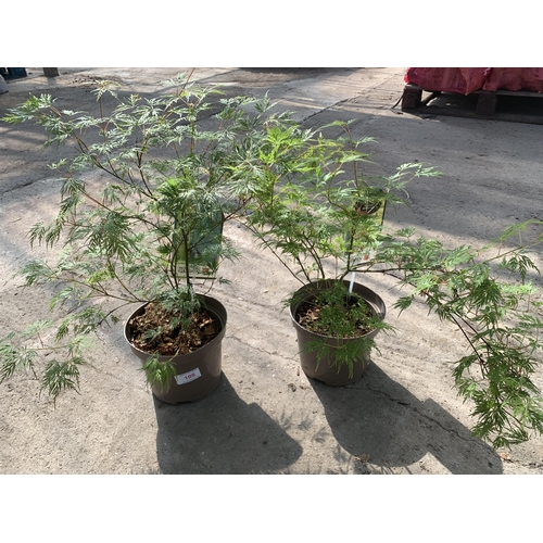 108 - TWO ACER PALMATUM EMERALD LACE IN 3 LTR POTS + VAT