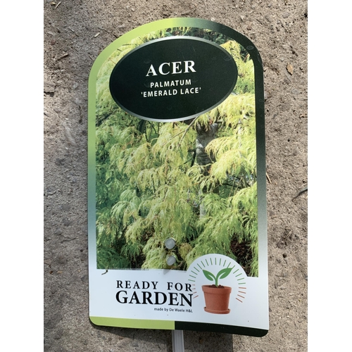 108 - TWO ACER PALMATUM EMERALD LACE IN 3 LTR POTS + VAT