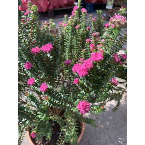 109 - TWO PIMELEA FLORIBUNDA IN 5LTR POTS + VAT