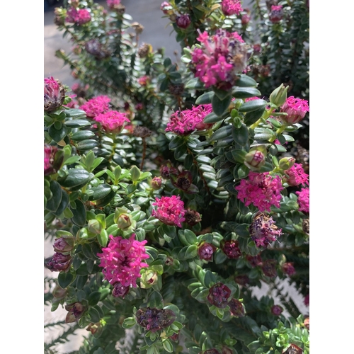 110 - TWO PIMELEA FLORIBUNDA IN 5LTR POTS + VAT