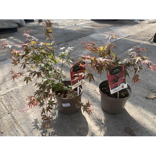 111 - TWO ACER PALMATUM PHOENIX IN 3 LTR POTS + VAT