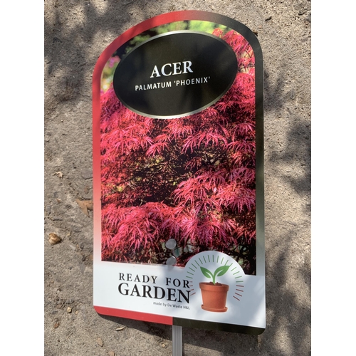 111 - TWO ACER PALMATUM PHOENIX IN 3 LTR POTS + VAT