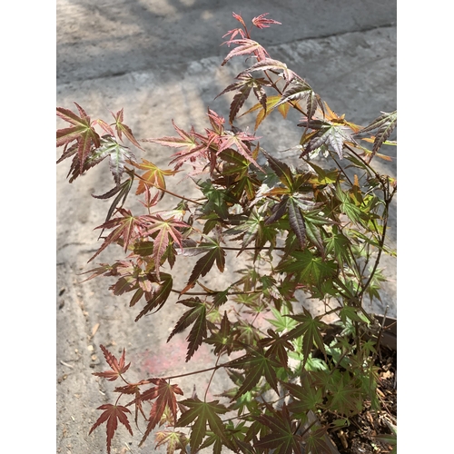 111 - TWO ACER PALMATUM PHOENIX IN 3 LTR POTS + VAT