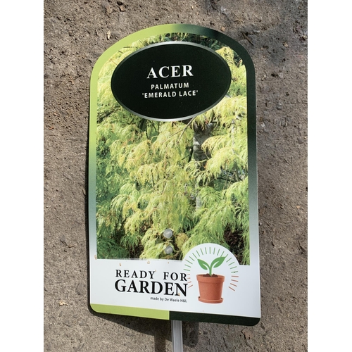 112 - TWO ACER PALMATUM EMERALD LACE IN 3 LTR POTS + VAT