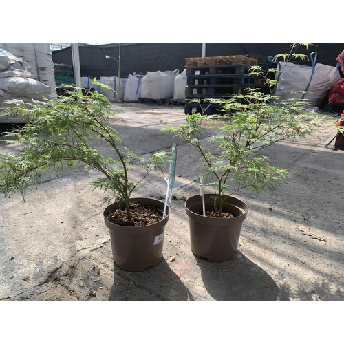 112 - TWO ACER PALMATUM EMERALD LACE IN 3 LTR POTS + VAT