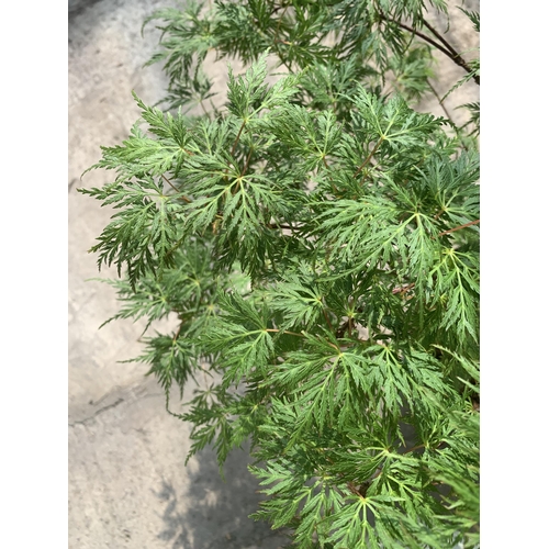 112 - TWO ACER PALMATUM EMERALD LACE IN 3 LTR POTS + VAT