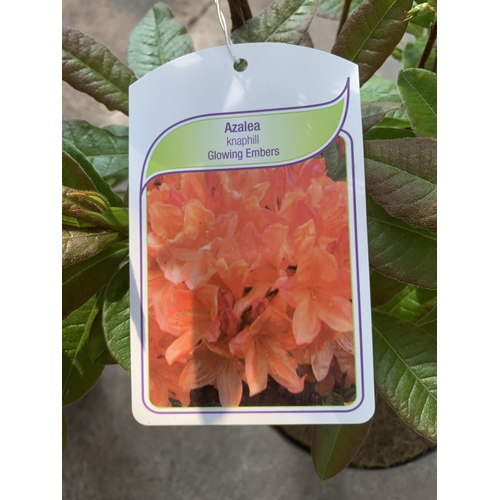 118 - TWO AZALEA GLOWING EMBERS IN 3 LTR POTS + VAT