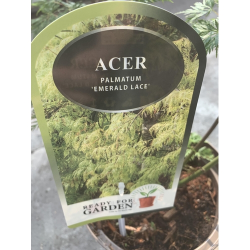 119 - TWO ACER PALMATUM EMERLAD LACE IN 3 LTR POTS + VAT