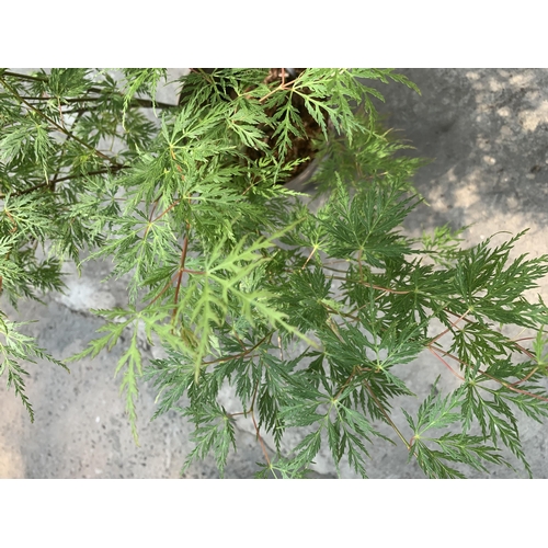 119 - TWO ACER PALMATUM EMERLAD LACE IN 3 LTR POTS + VAT